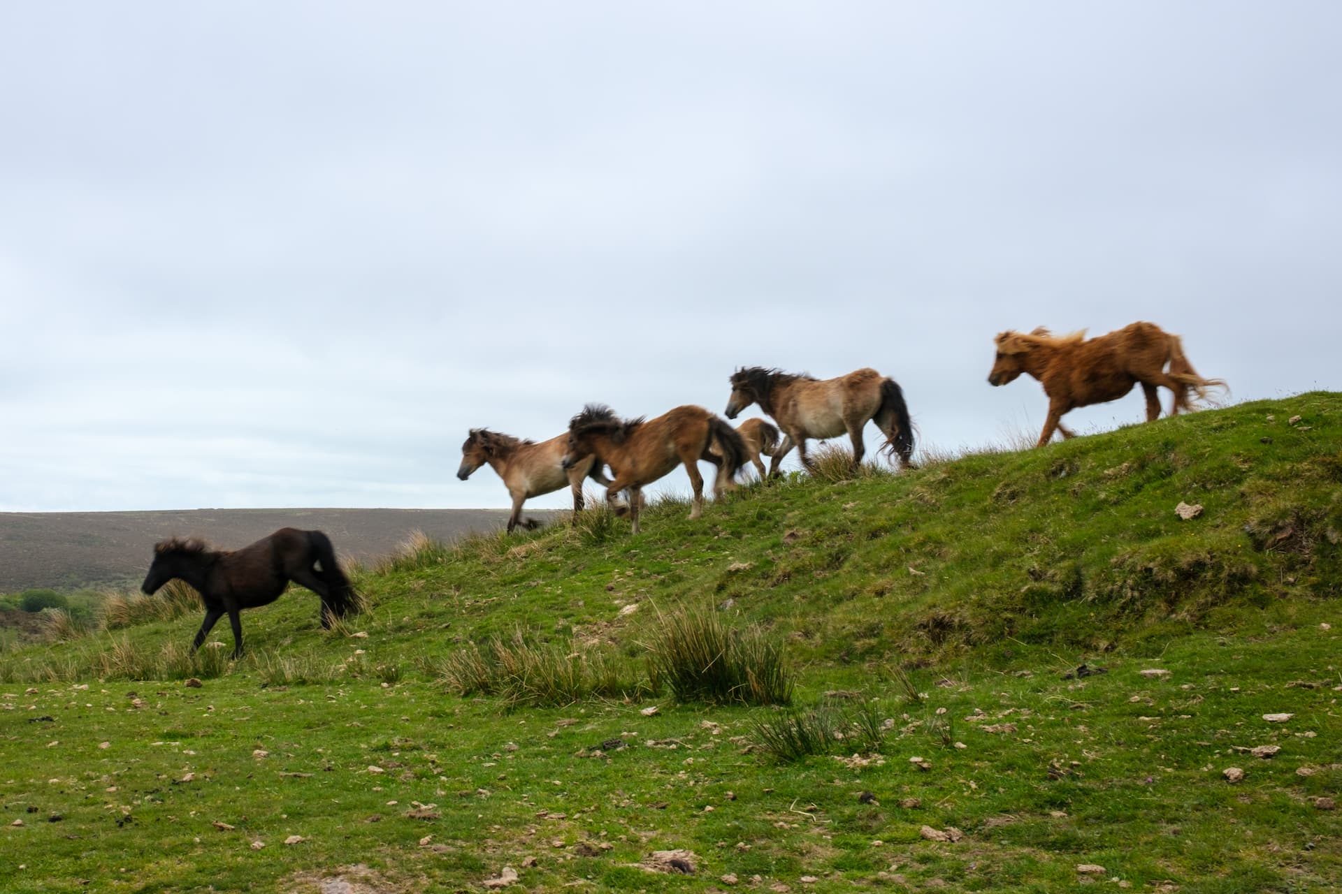 Dartmoor Wild Horses By Tyler Dickey